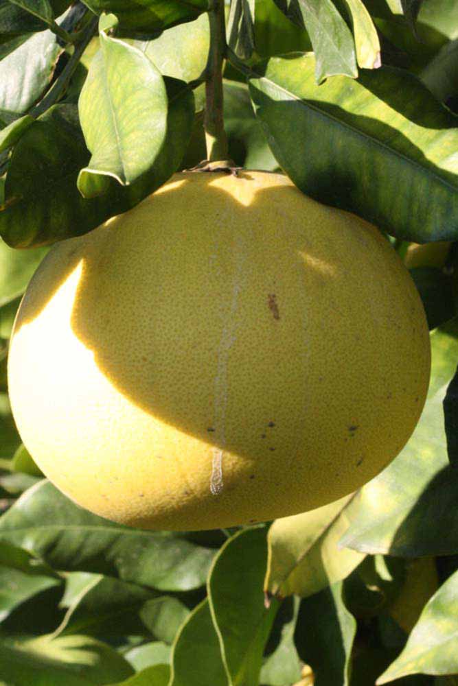              Fruit (Riverside, CA)       